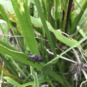 Talaurinus sp. (genus) at Barren Grounds, NSW - 1 May 2021