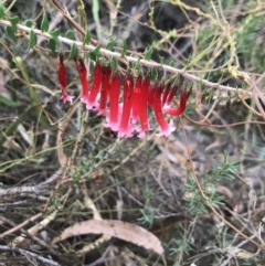 Epacris longiflora (Fuchsia Heath) at Barren Grounds Nature Reserve - 24 Jul 2021 by MattFox