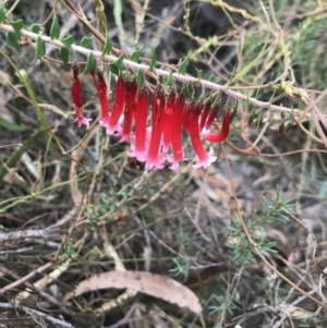 Epacris longiflora at Foxground, NSW - 24 Jul 2021