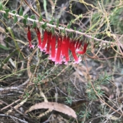 Epacris longiflora at Foxground, NSW - 24 Jul 2021 12:34 PM