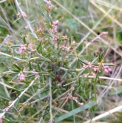 Lissanthe strigosa subsp. subulata (Peach Heath) at Gundaroo Common - 24 Jul 2021 by MaartjeSevenster