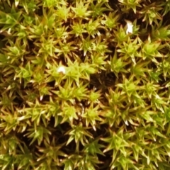Unidentified Moss / Liverwort / Hornwort at Bruce, ACT - 18 Jul 2020 by JanetRussell
