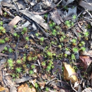 Polytrichaceae sp. (family) at Bruce, ACT - 18 Jul 2020