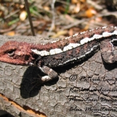 Rankinia diemensis (Mountain Dragon) at Blue Mountains National Park, NSW - 24 Jul 2021 by PatrickCampbell