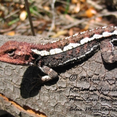 Rankinia diemensis (Mountain Dragon) at Blue Mountains National Park - 24 Jul 2021 by PatrickCampbell