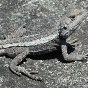 Amphibolurus muricatus at Blue Mountains National Park, NSW - suppressed