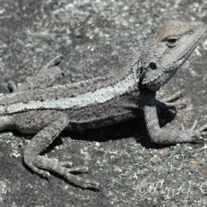 Amphibolurus muricatus at Blue Mountains National Park, NSW - 5 Dec 2006