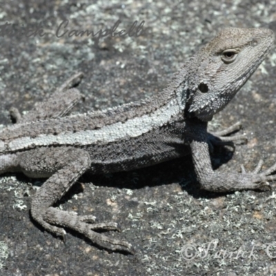 Amphibolurus muricatus (Jacky Lizard) at Blue Mountains National Park - 5 Dec 2006 by PatrickCampbell