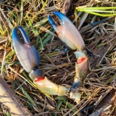 Cherax destructor (Common Yabby) at Mount Mugga Mugga - 18 Jul 2021 by Mike