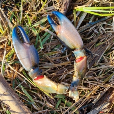 Cherax destructor (Common Yabby) at O'Malley, ACT - 18 Jul 2021 by Mike