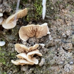 Unidentified Cap, gills below, no stem & usually on wood [stemless mushrooms & the like] at Fadden, ACT - 21 Jul 2021 by AnneG1