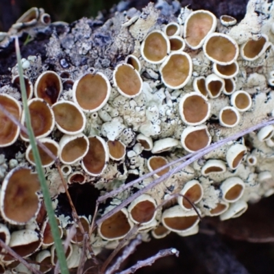 Parmeliaceae (family) (A lichen family) at Wanniassa Hill - 21 Jul 2021 by AnneG1