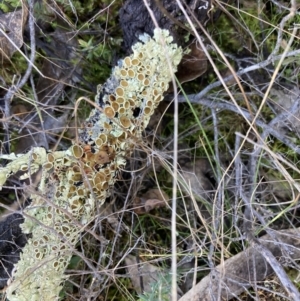 Parmeliaceae (family) at Fadden, ACT - 21 Jul 2021 03:34 PM