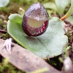 Corysanthes incurva (Slaty Helmet Orchid) by AnneG1