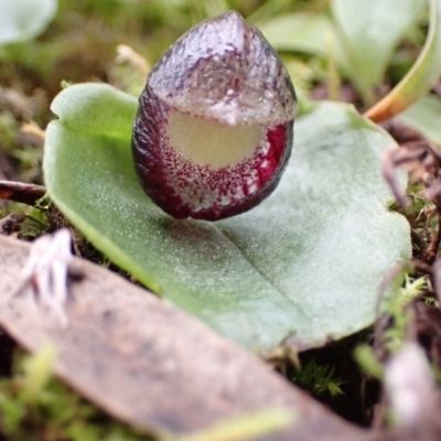 Corysanthes incurva (Slaty Helmet Orchid) at Fadden, ACT - 24 Jul 2021 by AnneG1