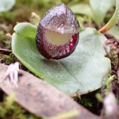 Corysanthes incurva (Slaty helmet orchid) at Fadden, ACT - 24 Jul 2021 by AnneG1