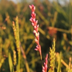 Persicaria decipiens (Slender Knotweed) at Upper Stranger Pond - 4 Apr 2021 by michaelb