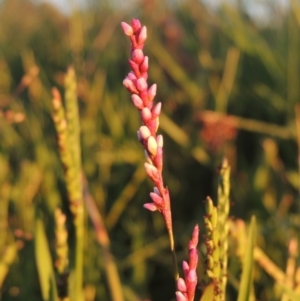 Persicaria decipiens at Isabella Plains, ACT - 4 Apr 2021 05:27 PM