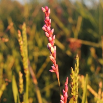 Persicaria decipiens (Slender Knotweed) at Upper Stranger Pond - 4 Apr 2021 by michaelb