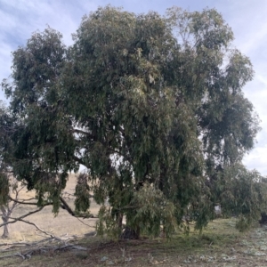 Eucalyptus dives at Black Flat at Corrowong - 22 Jul 2021