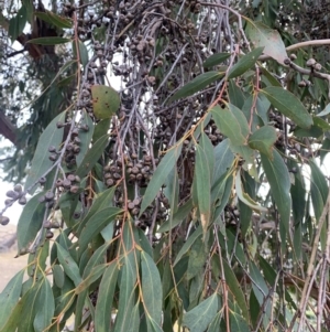 Eucalyptus dives at Black Flat at Corrowong - 22 Jul 2021