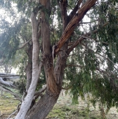 Eucalyptus dives at Black Flat at Corrowong - 22 Jul 2021