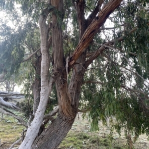 Eucalyptus dives at Black Flat at Corrowong - 22 Jul 2021