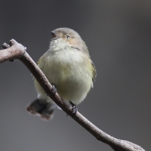 Smicrornis brevirostris at Wodonga, VIC - 25 Jul 2021