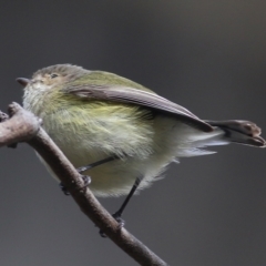 Smicrornis brevirostris at Wodonga, VIC - 25 Jul 2021 11:42 AM