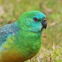 Psephotus haematonotus (Red-rumped Parrot) at Wodonga, VIC - 25 Jul 2021 by KylieWaldon