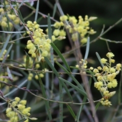 Acacia iteaphylla (Flinders Range Wattle) at Wodonga, VIC - 25 Jul 2021 by Kyliegw