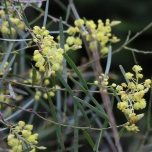 Acacia iteaphylla at Wodonga, VIC - 25 Jul 2021 11:34 AM
