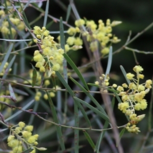Acacia iteaphylla at Wodonga, VIC - 25 Jul 2021