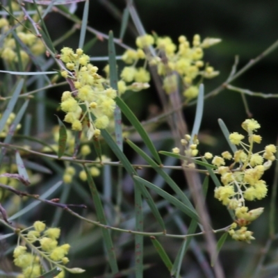 Acacia iteaphylla (Flinders Range Wattle) at Wodonga - 25 Jul 2021 by Kyliegw