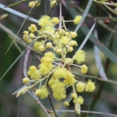 Acacia iteaphylla at Wodonga, VIC - 25 Jul 2021