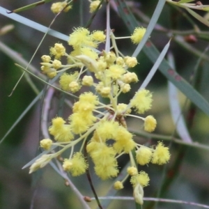 Acacia iteaphylla at Wodonga, VIC - 25 Jul 2021 11:34 AM