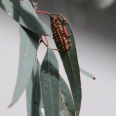Unidentified Scale insect or Mealybug (Hemiptera, Coccoidea) at Wodonga, VIC - 25 Jul 2021 by Kyliegw