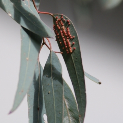 Apiomorpha sp. (genus) at Wodonga, VIC - 25 Jul 2021 by KylieWaldon