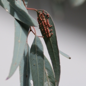 Unidentified at suppressed - 25 Jul 2021