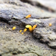 Calocera sp. (A stagshorn fungus) at Belconnen, ACT - 25 Jul 2021 by Nikki