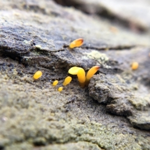 Calocera sp. at Belconnen, ACT - 25 Jul 2021