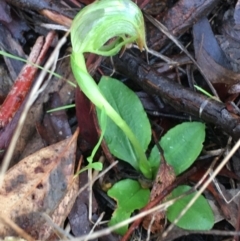 Pterostylis nutans (Nodding Greenhood) at Acton, ACT - 24 Jul 2021 by Ned_Johnston