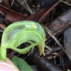 Pterostylis nutans at Acton, ACT - suppressed