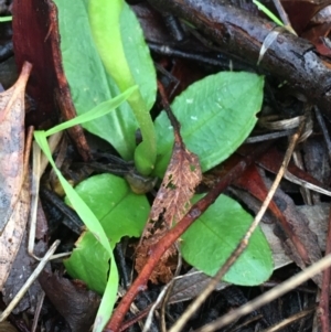 Pterostylis nutans at Acton, ACT - suppressed