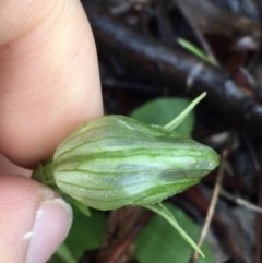 Pterostylis nutans at Acton, ACT - suppressed