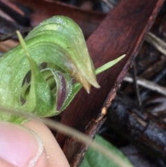 Pterostylis nutans at Acton, ACT - suppressed