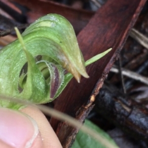 Pterostylis nutans at Acton, ACT - suppressed