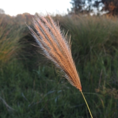 Chloris virgata (Feathertop Rhodes Grass) at Isabella Plains, ACT - 4 Apr 2021 by MichaelBedingfield