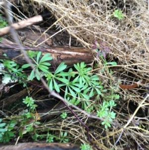 Galium aparine at Acton, ACT - 25 Jul 2021 08:57 AM