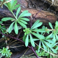 Galium aparine at Acton, ACT - 25 Jul 2021 08:57 AM